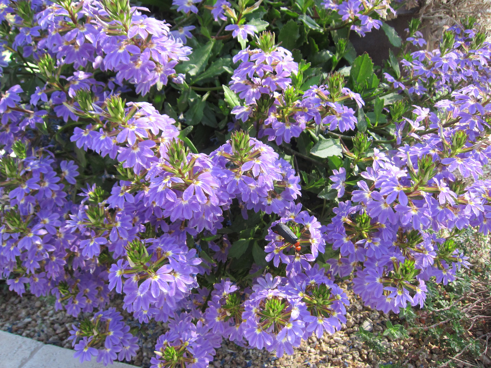 Grand Tour of Gardens 2013 (10)